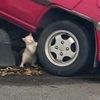 urquietneighbor