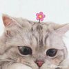 lookyee_najaa
