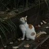 dogiadungne3