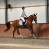 equestrian.warre