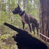 arima_the_amstaff
