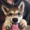 wolfboyfriend_