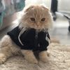 highlandfoldcatkevin