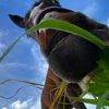 jasmine_rear_rocky