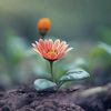 natur537