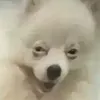 avrilbanana
