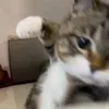 leeuleeuuu