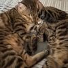 esathebengalcat