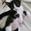 kitty_kittee