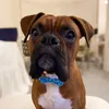 boxer_rodney