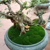 nguyenthithuha59