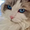 molly.ragdoll
