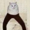 randomcatus_0578