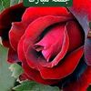 azannagra7
