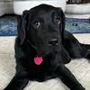 riggytheblacklab