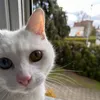 averyhappyperson