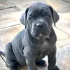 j9kennels