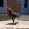 hendar_mstfa