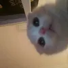 nhunncuti