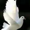 user73713236