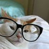 bennyandthecats5