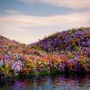 grassyfieldsflowers8