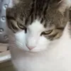 nikola.mltnvc