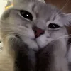 cutestwizard