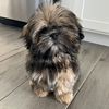 shihtzu.mack