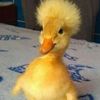 dopeyduck547
