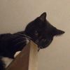 br.kittycat