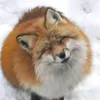 foxxdash