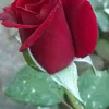 amal_aljbory