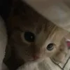 pynka_0