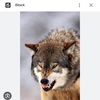 spiritwolf883