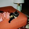 fluffybedsheets