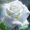 usertob71iuqti