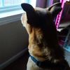 copperpenny32393