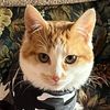 isabellewithcatfur