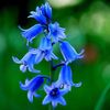 bayberry_blue