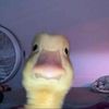 dontaskquestionss