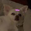 lilcrust