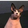 user1642400601606