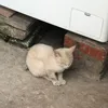 meocongu68