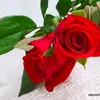 nguyendiep2407