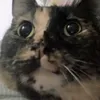 kitty.dwg