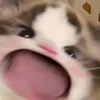 tchidecember