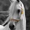 bushra_2038