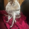 lunapearldog
