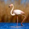 flamingo72_